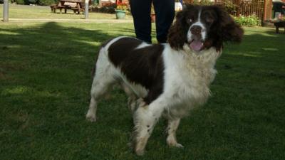 Springer spaniel Paddy, drugs sniffer dog