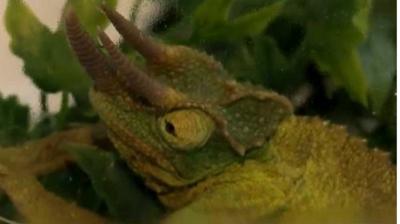 Reptile