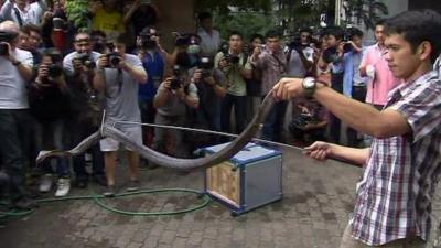 A man displays one of the seized snakes