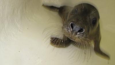 Grey seal pup