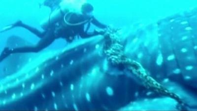 Diver cuts rope from whale shark