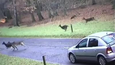 Deer crossing the road