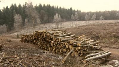 Forest of Dean: Larch trees felled