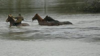 Rescued horses