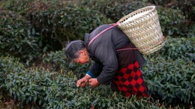 A worker at a Chinese tea plantation