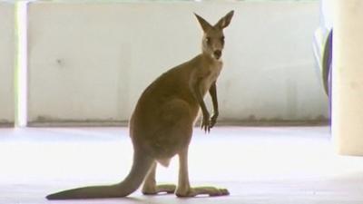 Kangaroo in a car park.