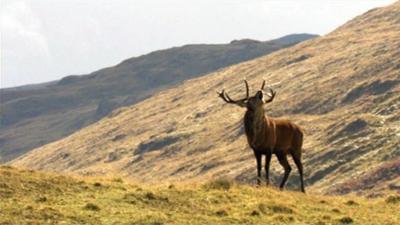 Stag on the hillside