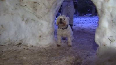 A dog barks at an igloo built on Clifton Downs in Bristol