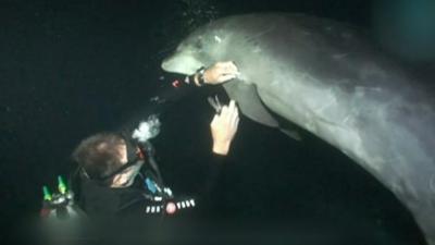 A trapped dolphin is cut free by a diver