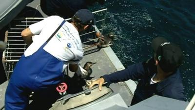 A penguin being released into the ocean