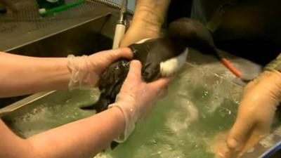 Seabird being washed