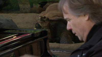 Richard Clayderman playing for Galapagos tortoises