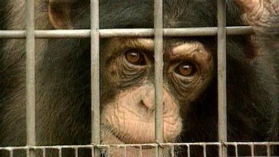 Chimpanzee behind a cage