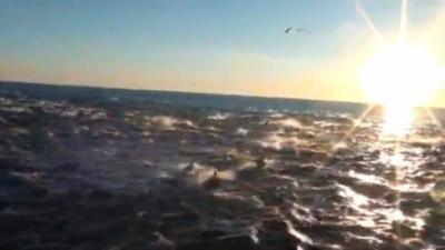 Dolphin pod captured on film