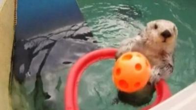 Eddie the otter playing basketball