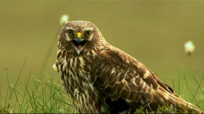 A hen harrier in a field