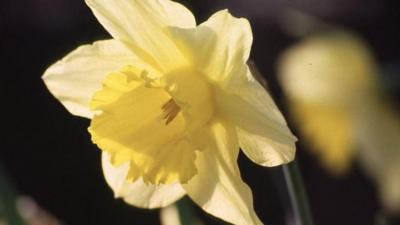 A daffodil