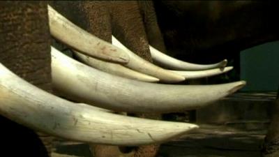 Elephant tusks