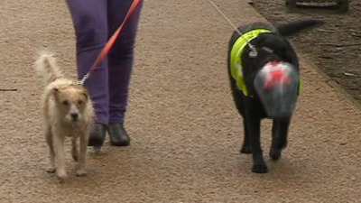 Guide dog with dog