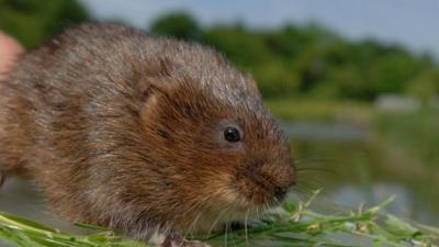 A water vole