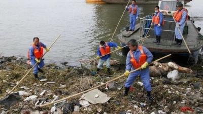 Cleaning workers retrieve the carcasses of pigs