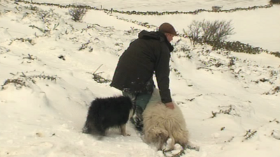 Rescuing a sheep