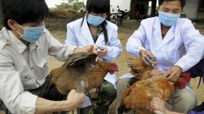 Chinese health workers inoculating chickens at a farm in Shangsi