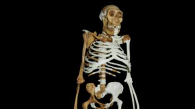 A computer generated image of what the reconstructed skeleton looks like