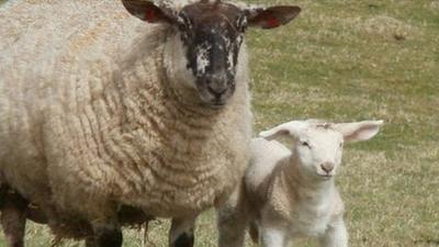 Geraldine with her giant lamb Joan