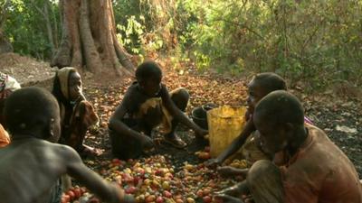 Children sorting cashew nuts on the ground