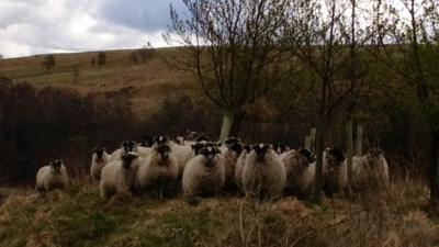 Flock of sheep