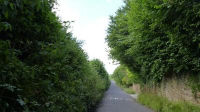 Hedgerow