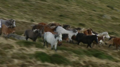 Wild Carneddau ponies