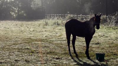 A horse feeds while illuminated by early morning misty light