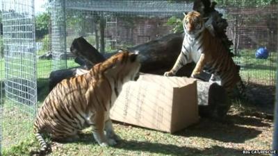 Tigers playing with a cardboard box.