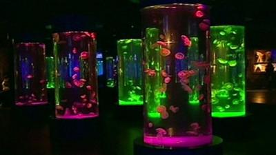 Jellyfish in tanks