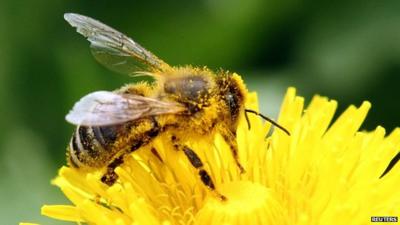 Bee on a dandelion