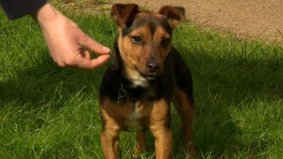 A dog after rescue by the RSPCA