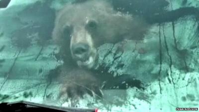 Black bear in Evan Nielson's truck