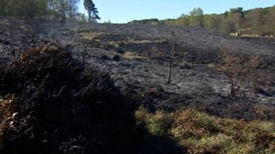 Cannock Chase