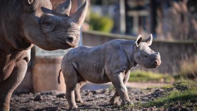 Rhino mother and baby at Chester Zoo (c) Chester Zoo