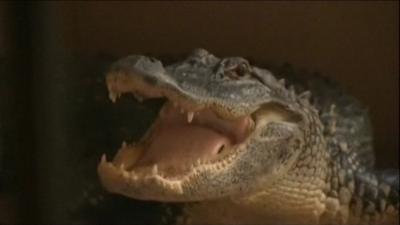 Alligator on porch