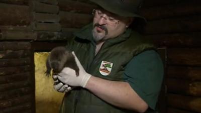 It is hoped the beaver will be released into the wild in Wales