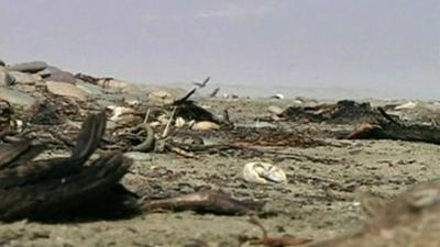 Police officials take photos of dead birds