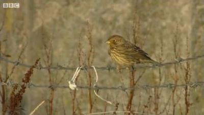 Corn bunting