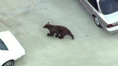 The black bear roaming the LA suburb