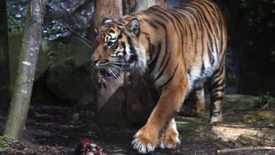Sumatran tiger
