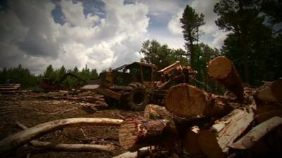 Trees being felled in Georgia, USA