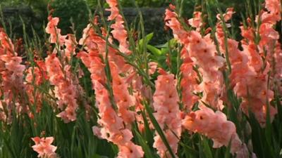 Part of a garden designed by Gertrude Jekyll