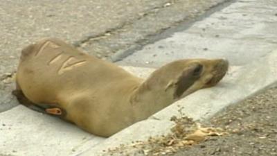 Sea lion pup on road